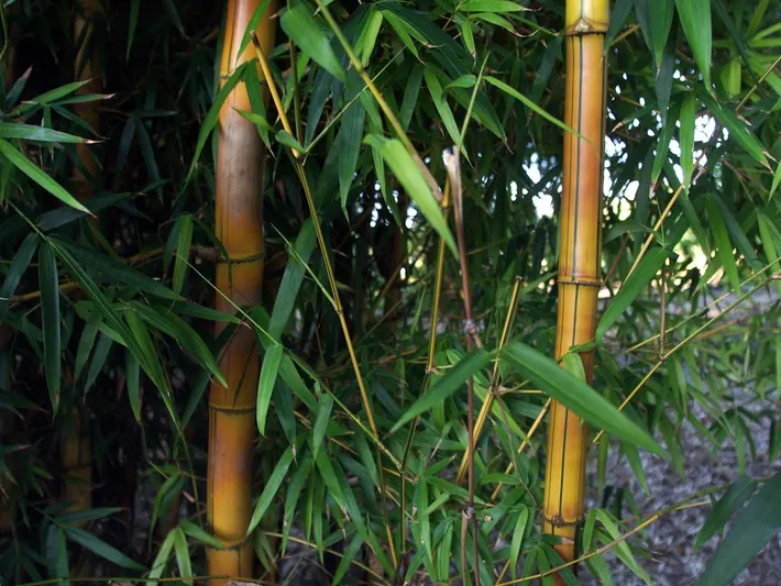 bamboo in jamaica